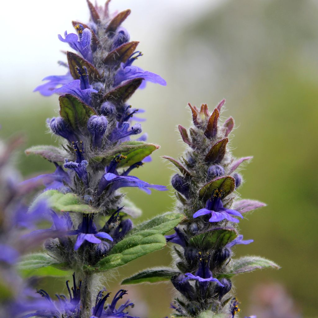 Bugle rampant