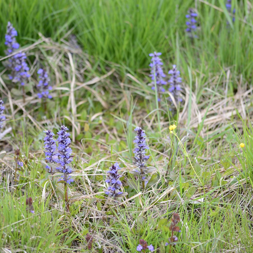 Bugle rampant