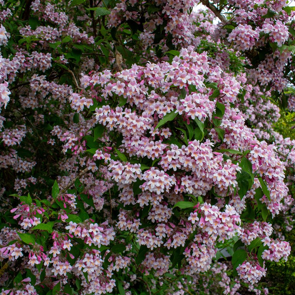 Buisson de beauté