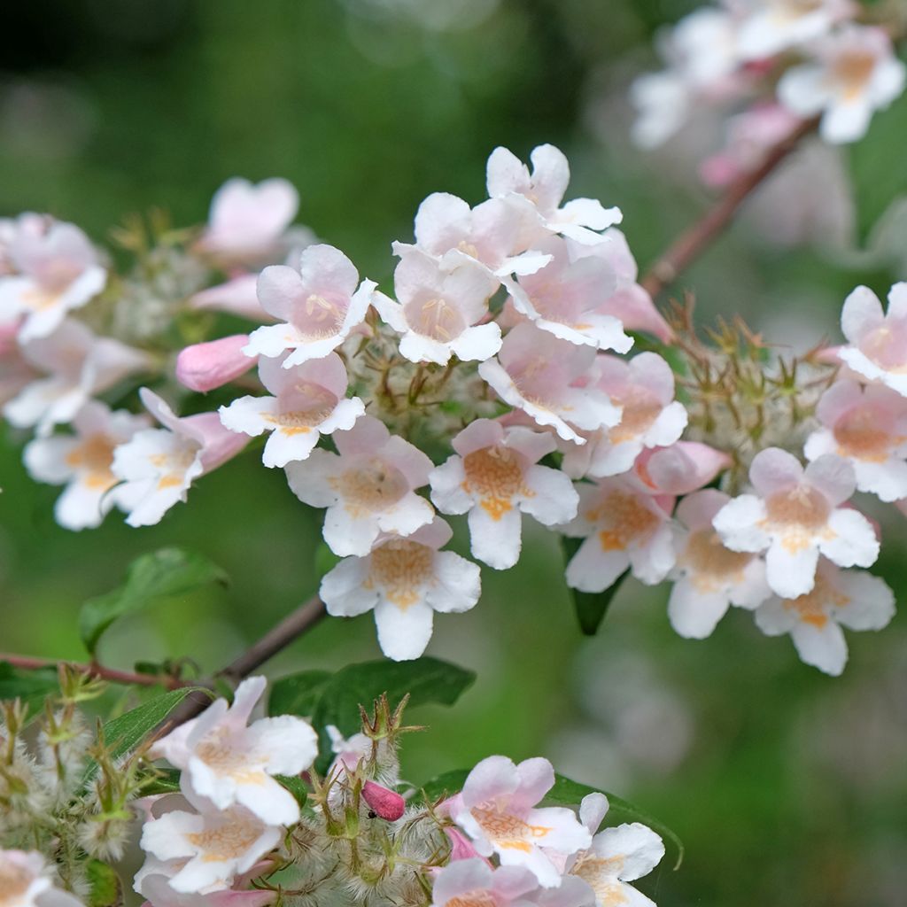Buisson de beauté