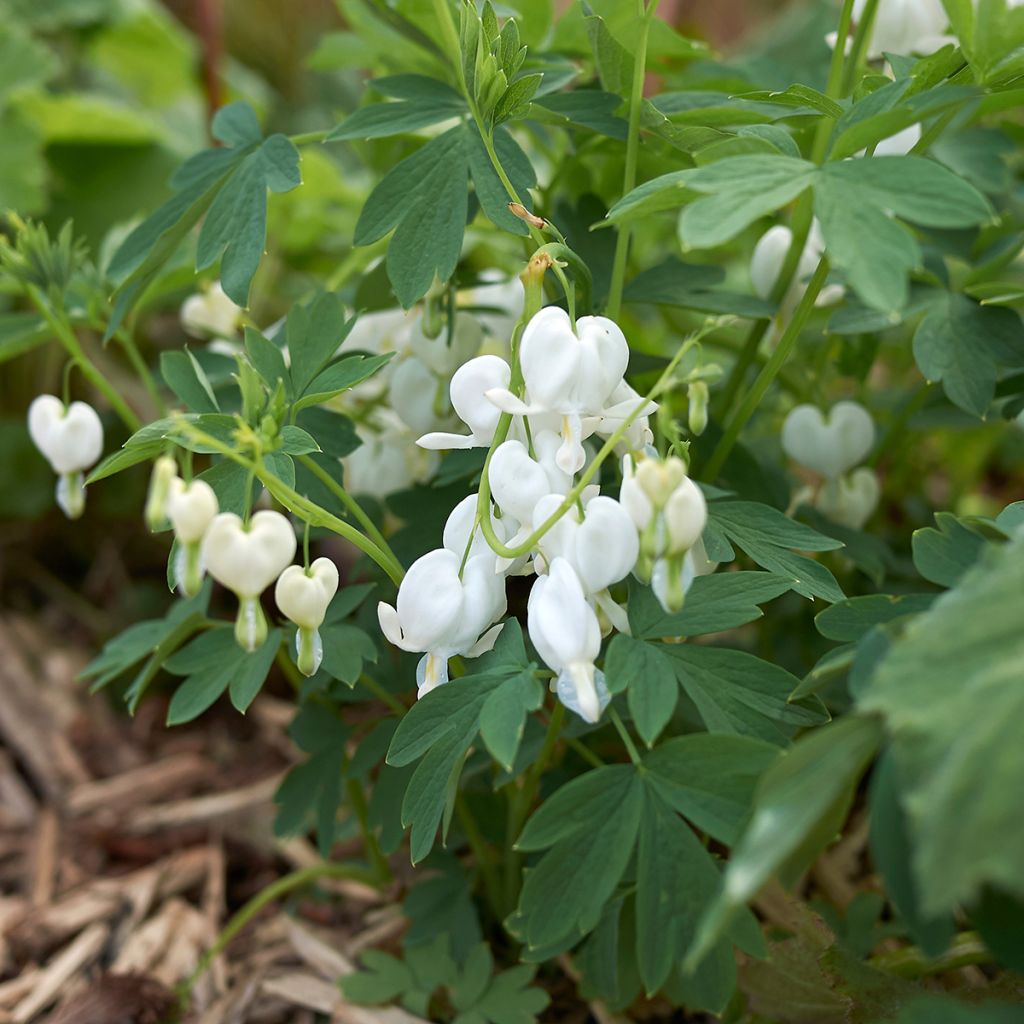 Cœur-de-Marie blanc