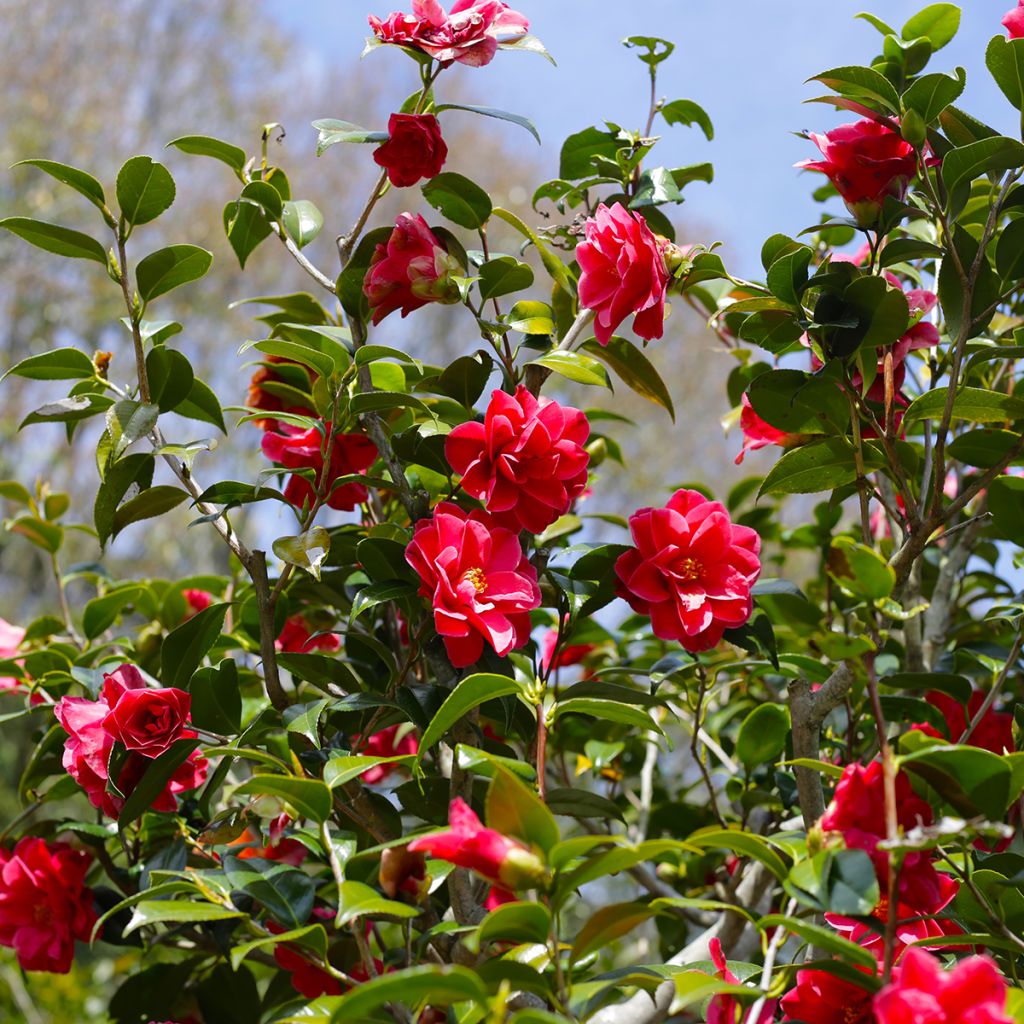 Camélia rouge