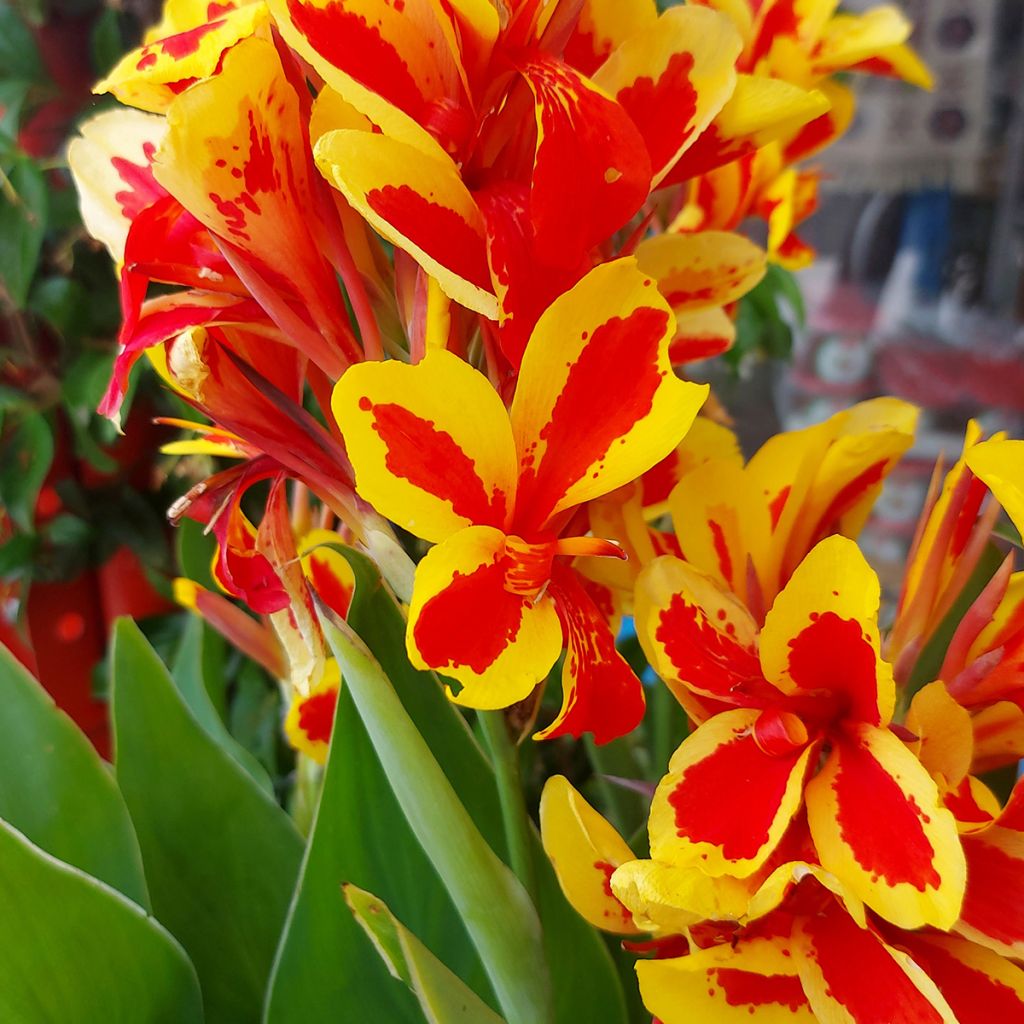 Canna jaune et rouge