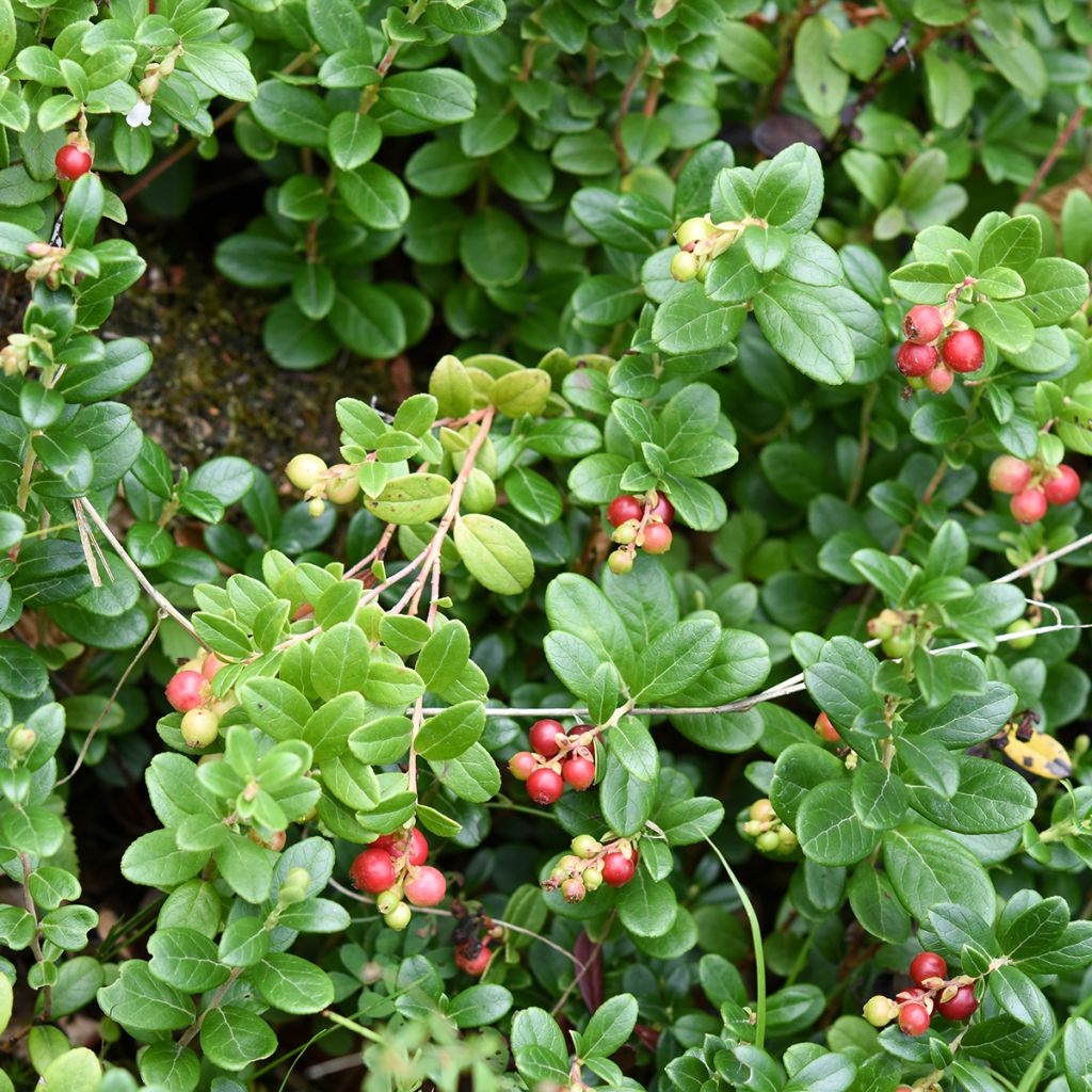 Canneberge Cranberry Stevens