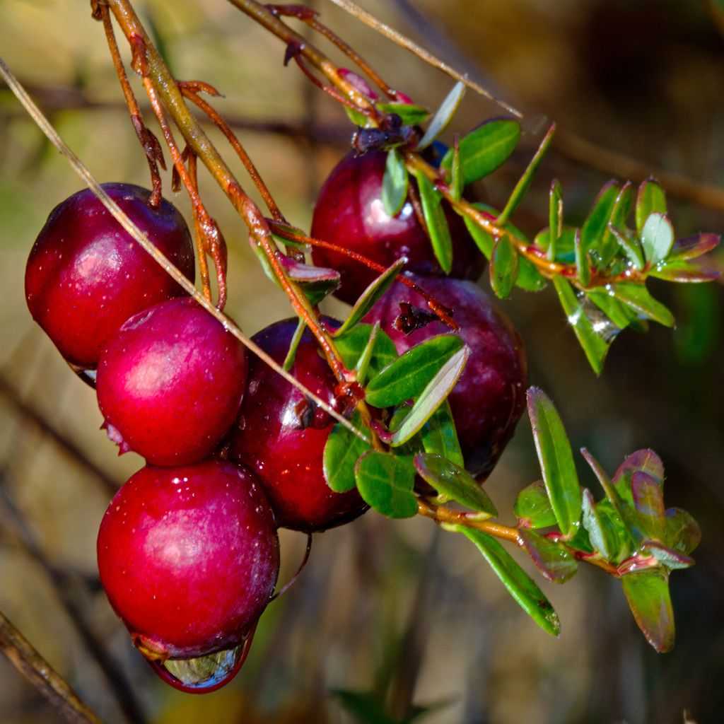 Canneberge Cranberry Stevens