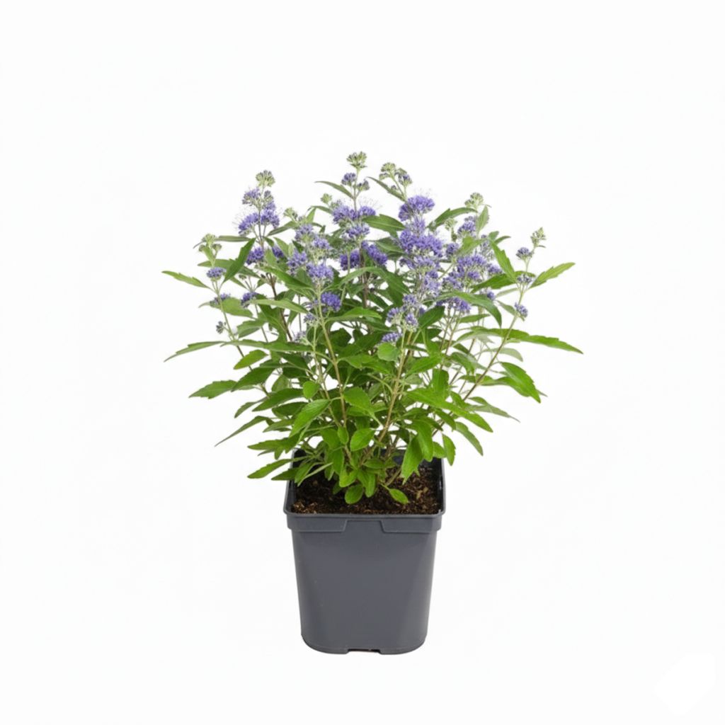 Caryopteris bleu