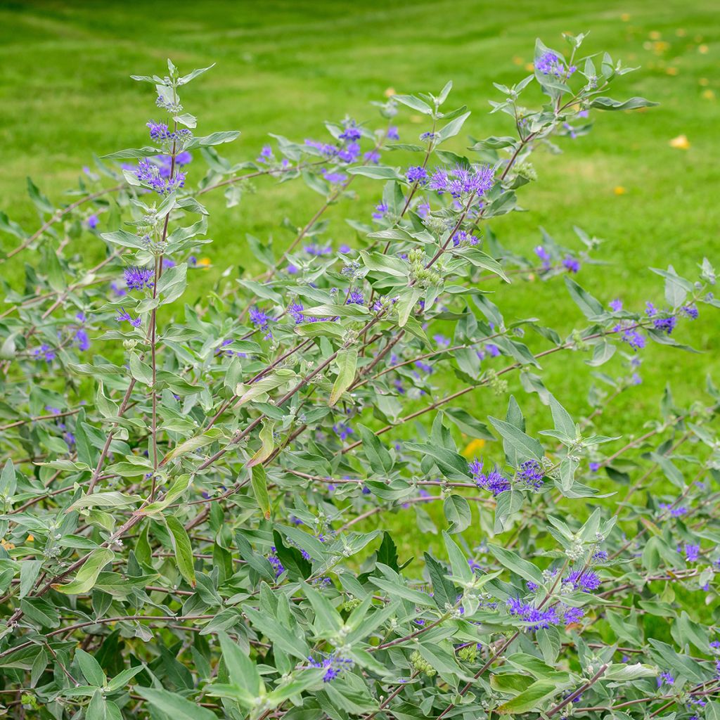 Caryopteris bleu