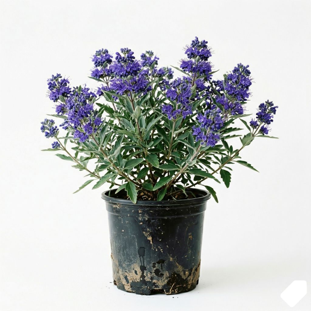 Caryopteris bleu compact