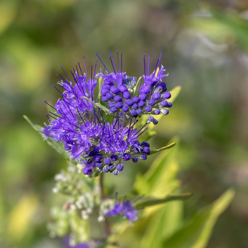 Caryopteris bleu compact