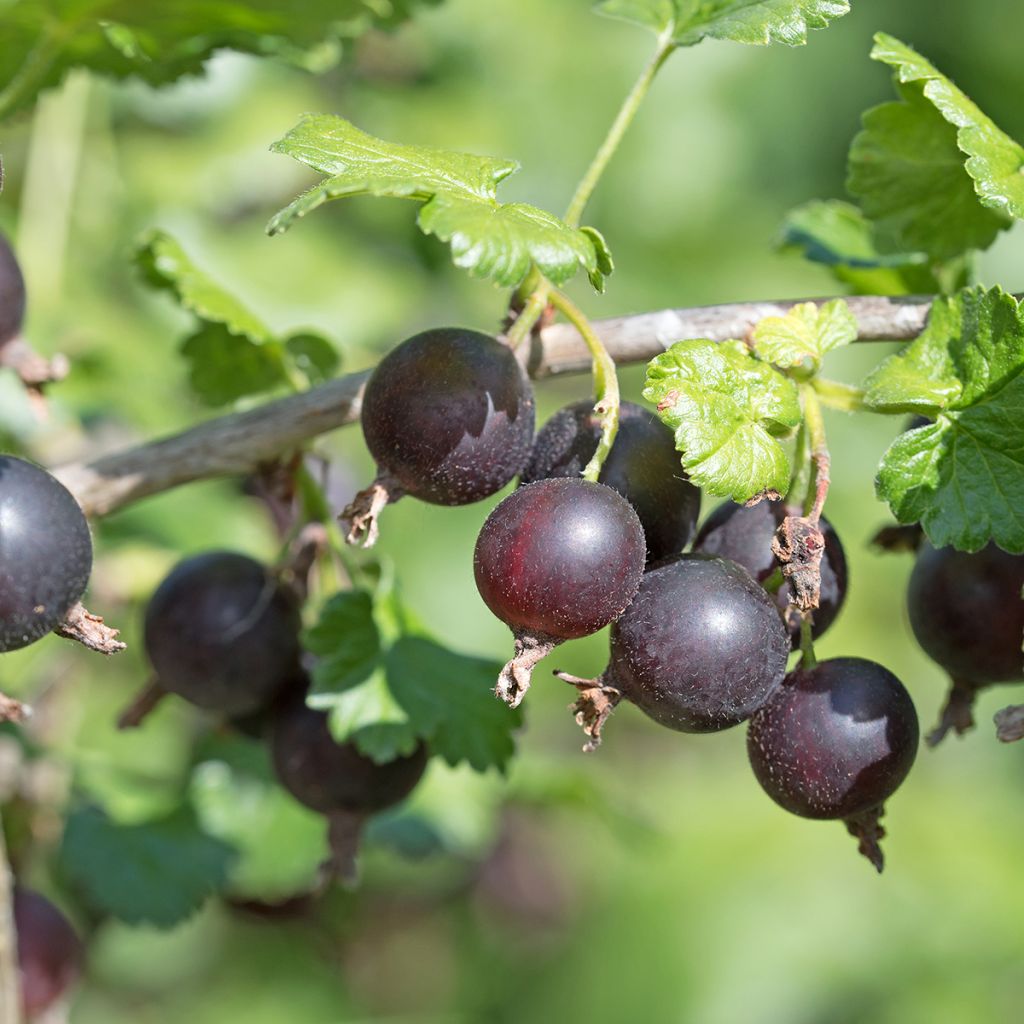 Casseiller Jostaberry