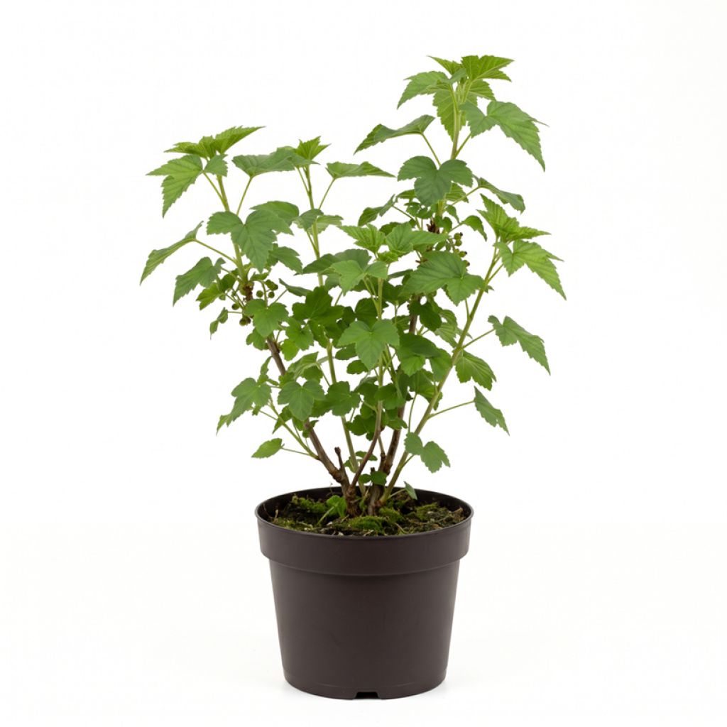 Cassissier Titania