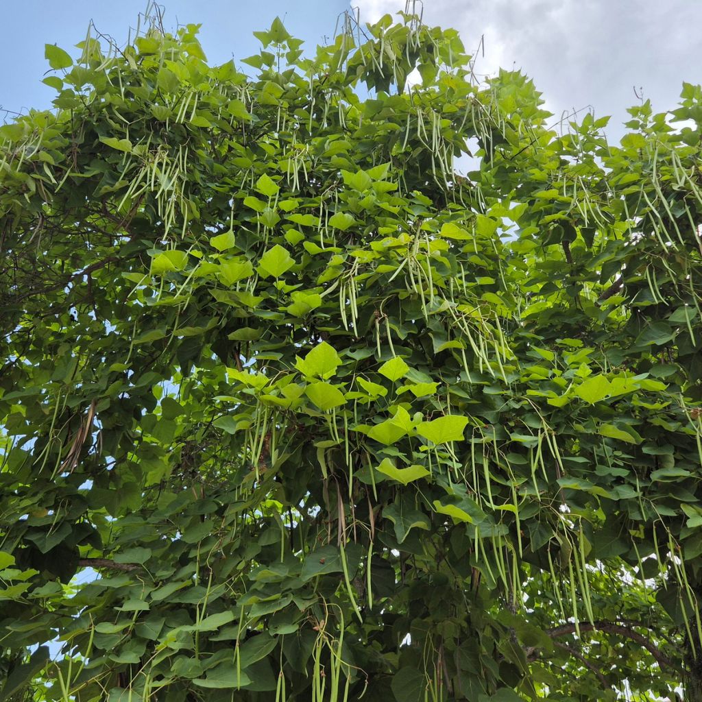 Catalpa