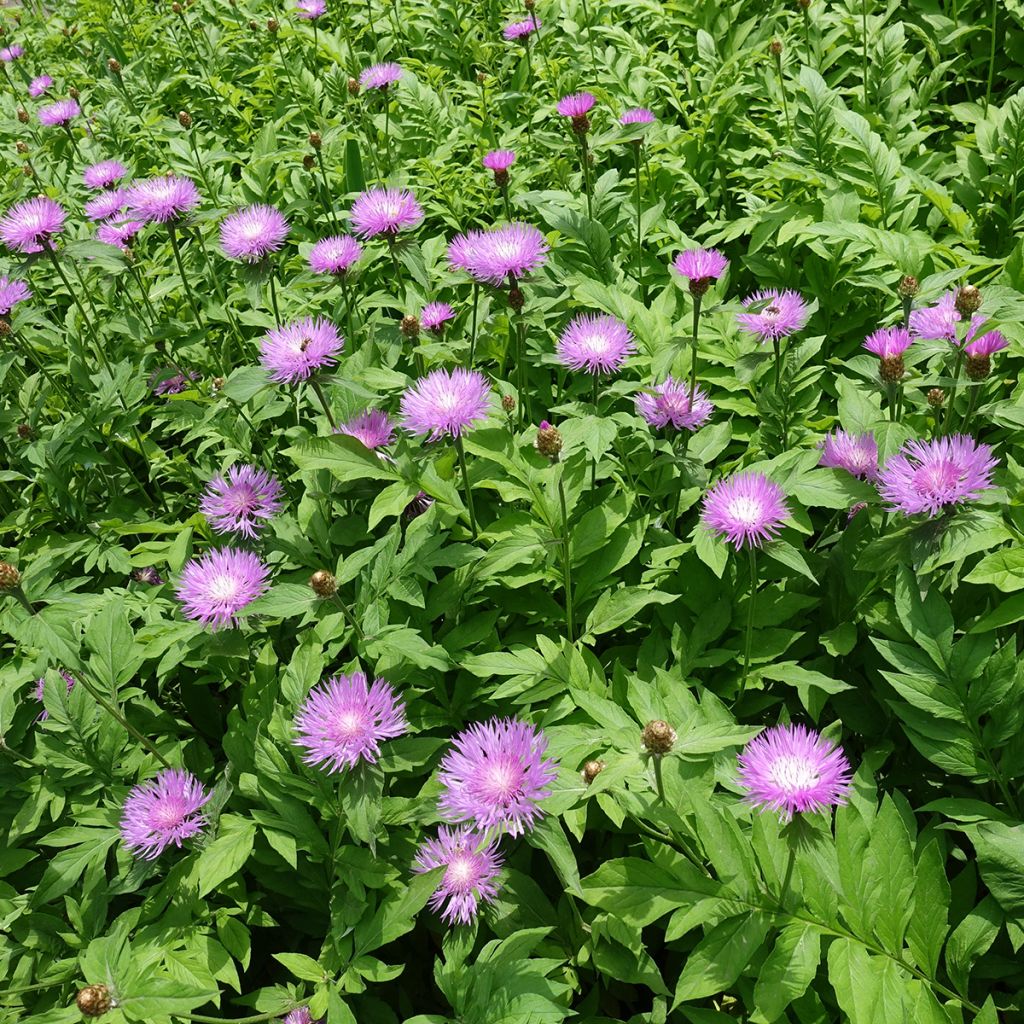 Centaurée rose