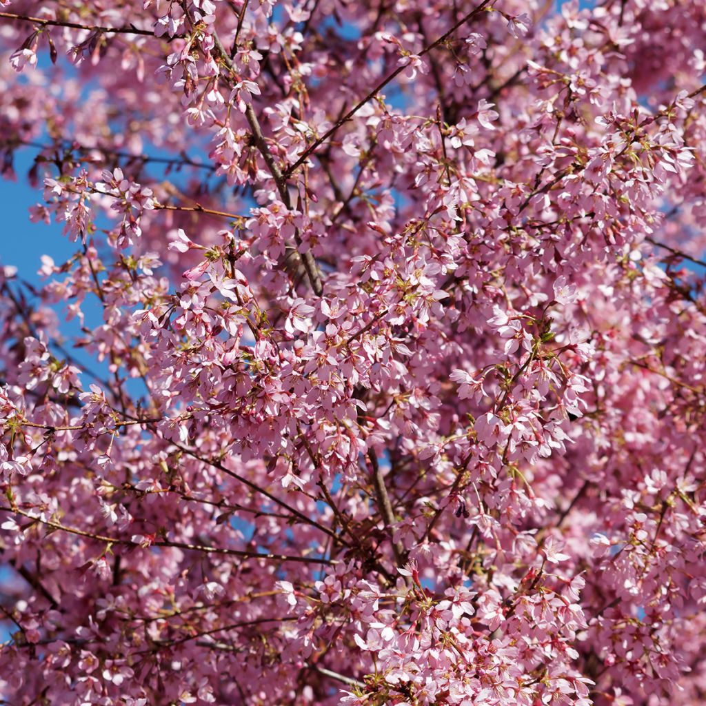 Cerisier à fleurs nain