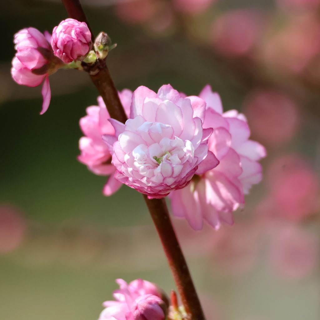 Cerisier à fleurs roses