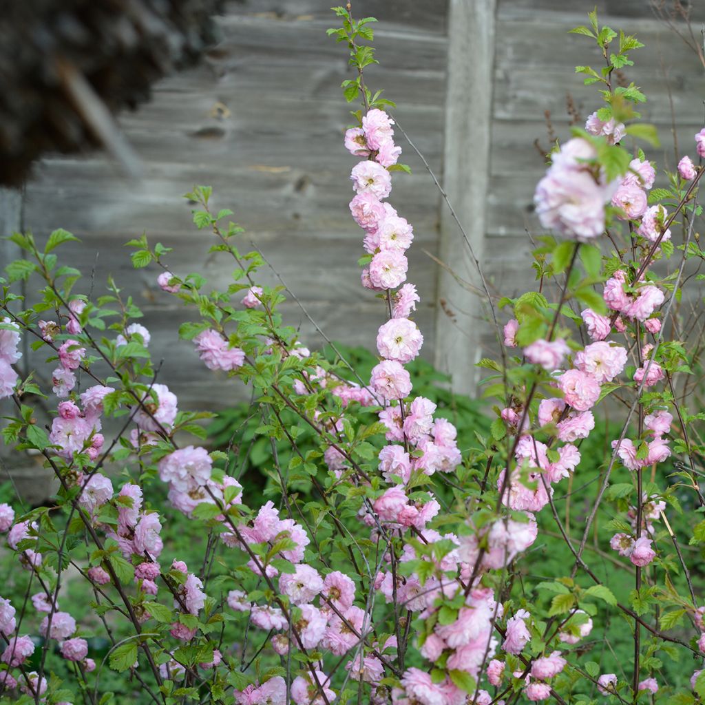 Cerisier à fleurs roses
