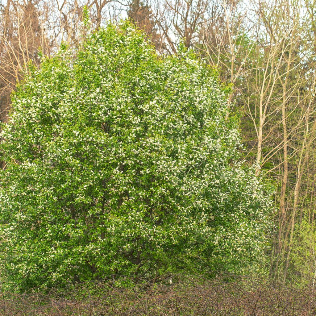 Cerisier à grappes