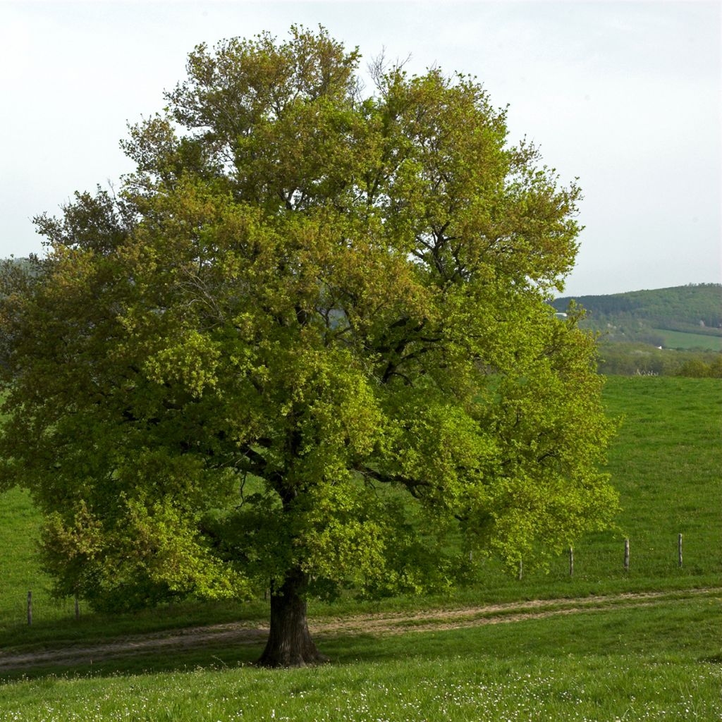 Chêne pédonculé