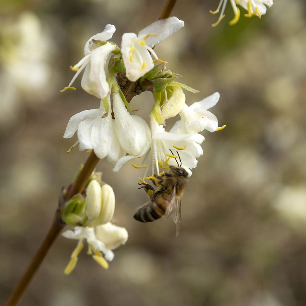 Chèvrefeuille d’hiver à fleurs blanc crème