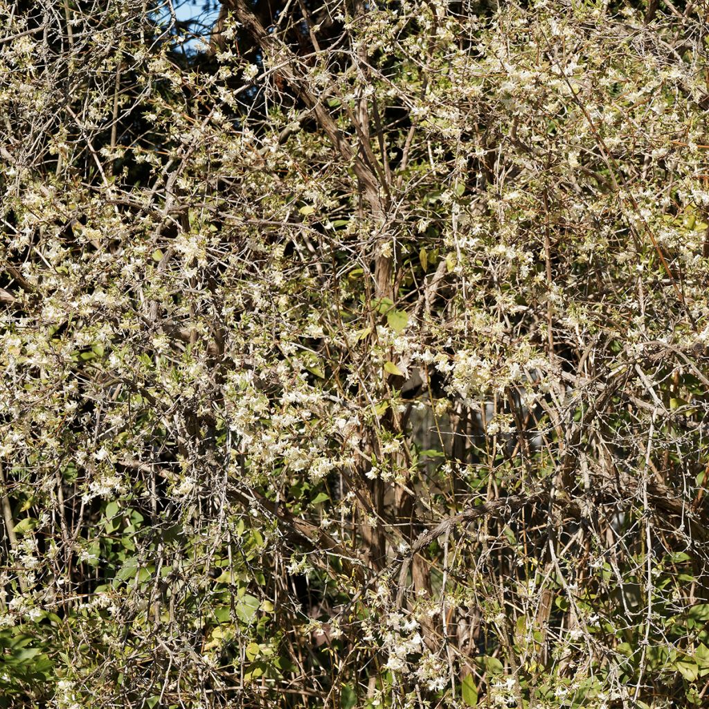 Chèvrefeuille d’hiver à fleurs blanc crème