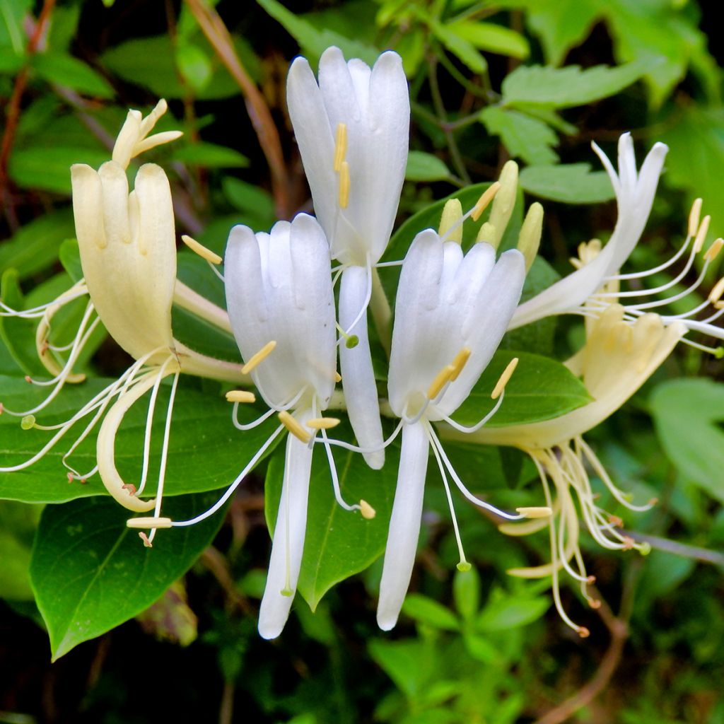 Chèvrefeuille des bois à fleurs jaunes dorées
