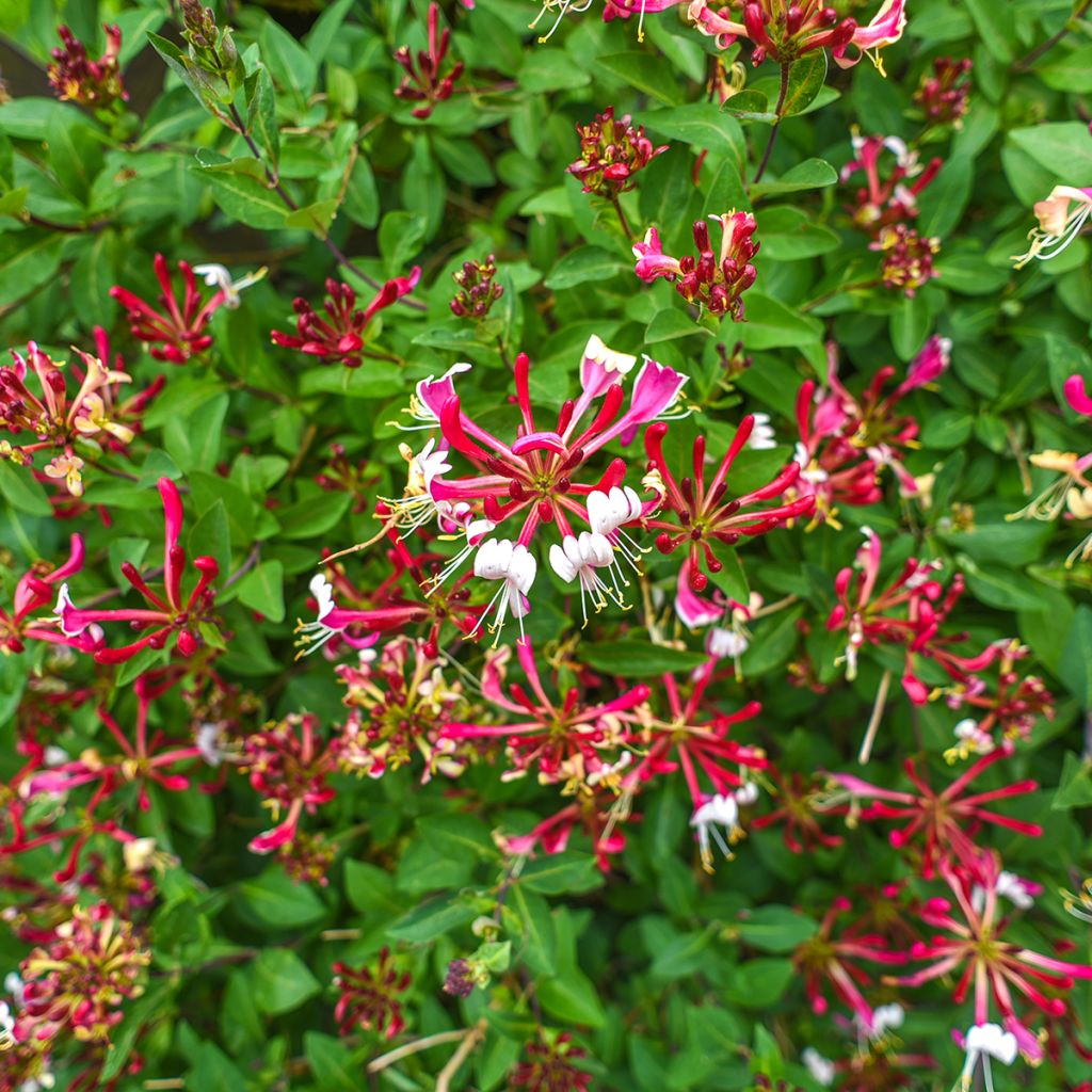 Chèvrefeuille des bois à fleurs roses et jaunes
