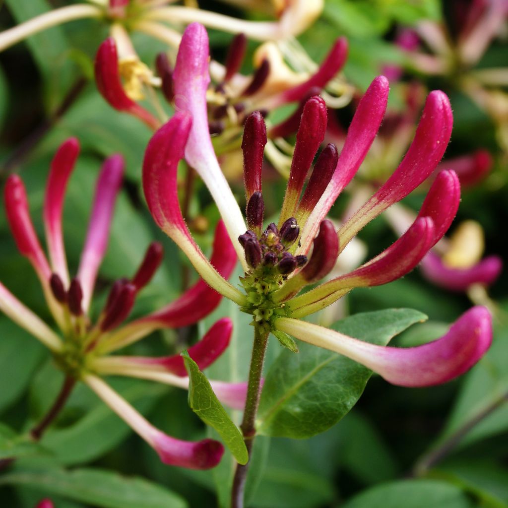 Chèvrefeuille des bois à fleurs roses et jaunes