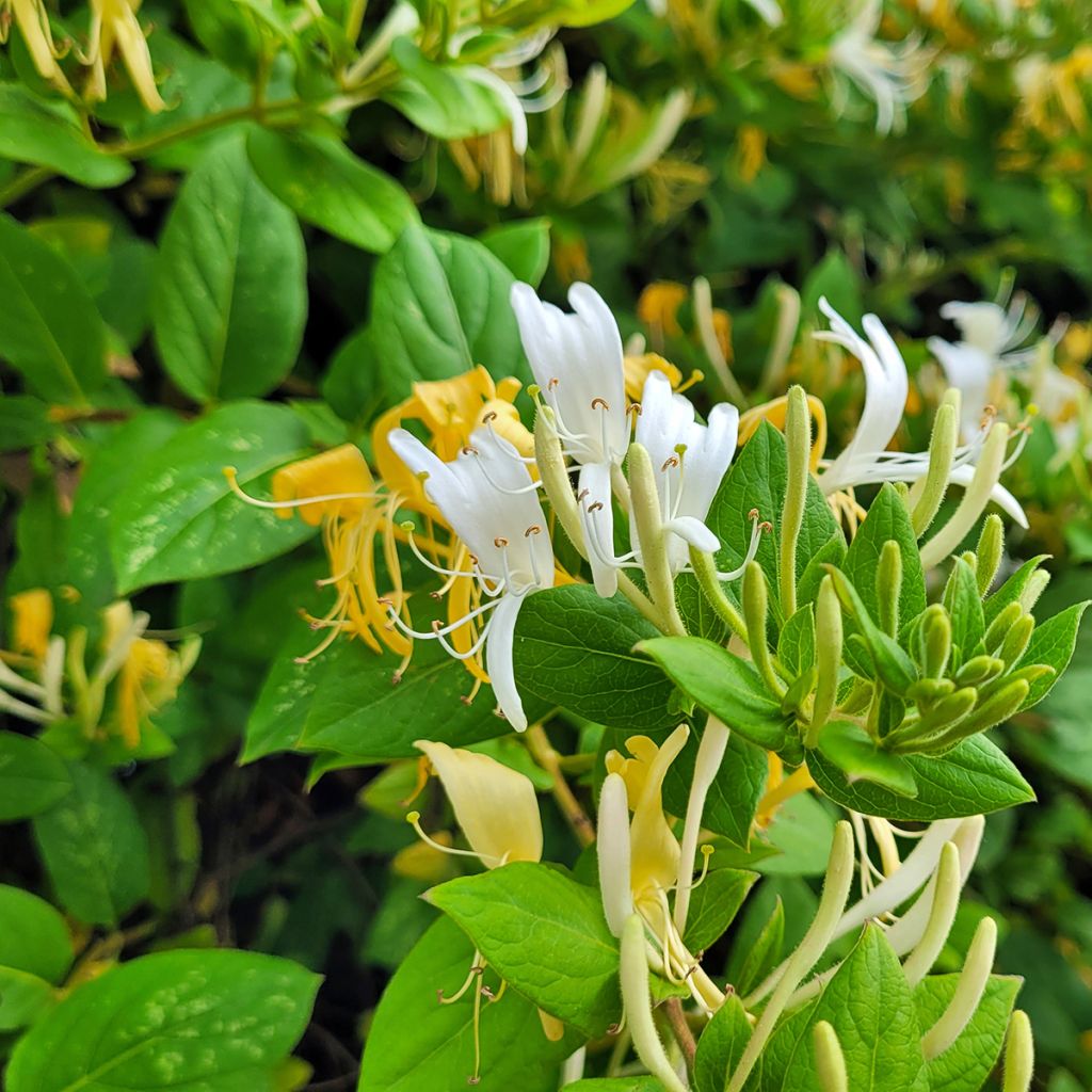 Chèvrefeuille du Japon à fleurs blanches et jaunes