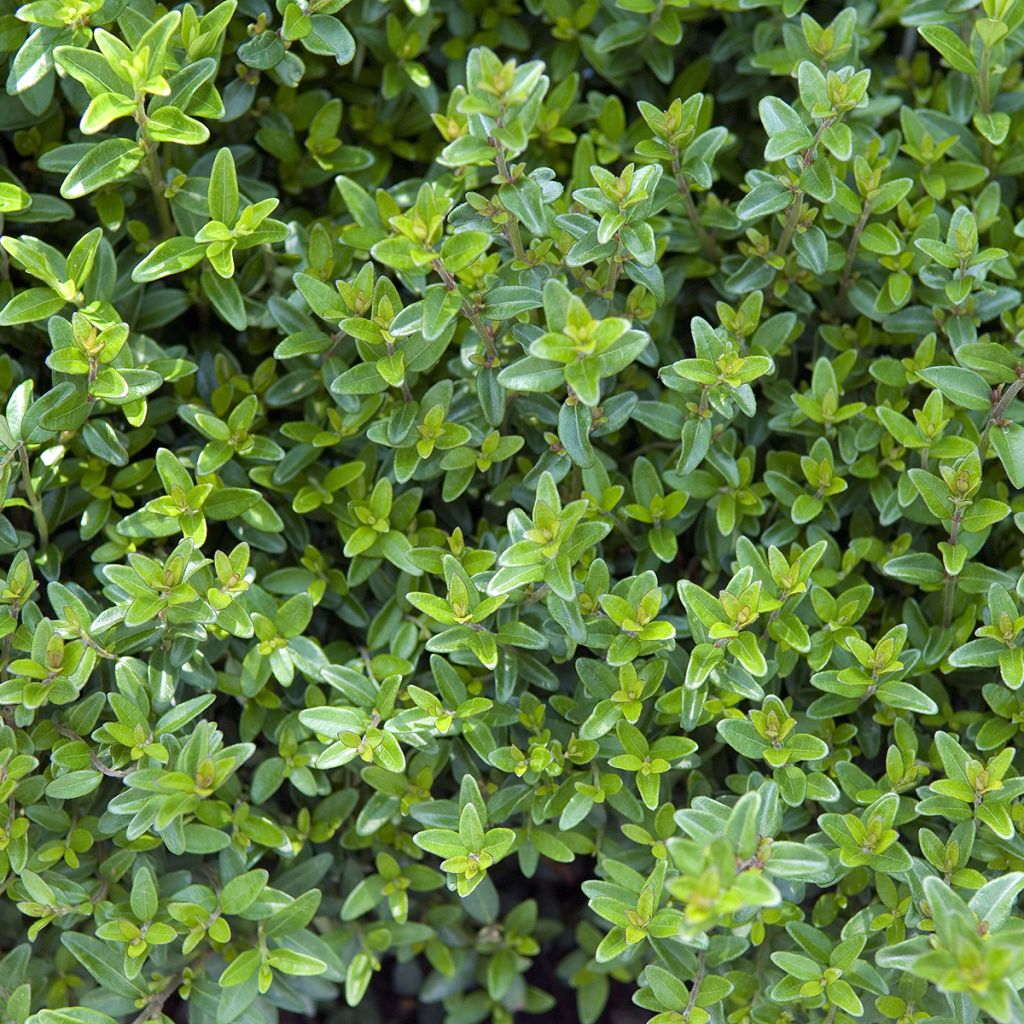 Chèvrefeuille arbustif à feuilles de buis