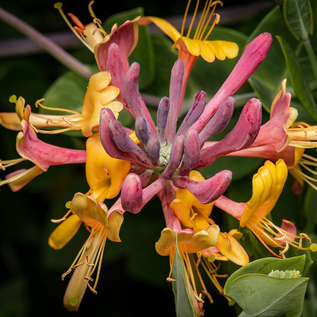 Chèvrefeuille heckrotii à fleurs roses et jaunes