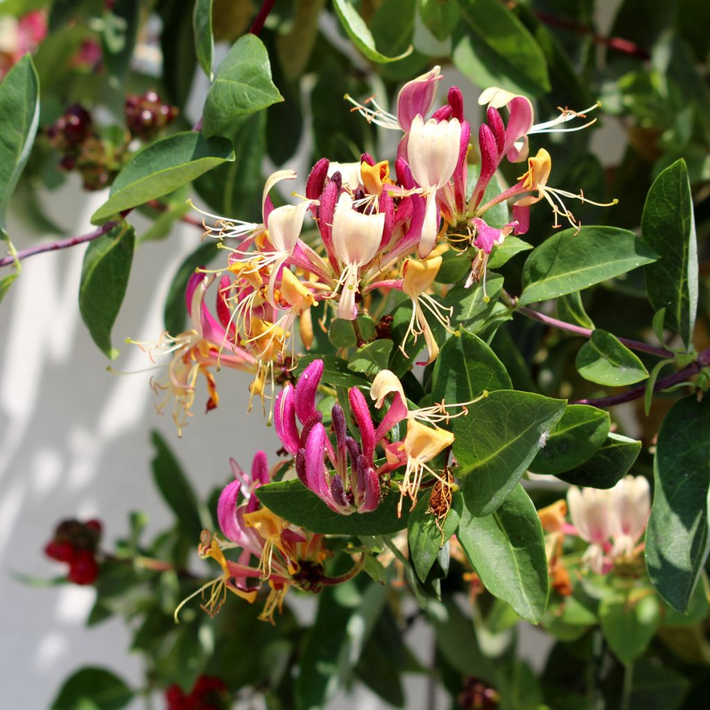 Chèvrefeuille hybride à fleurs roses pâles et crème