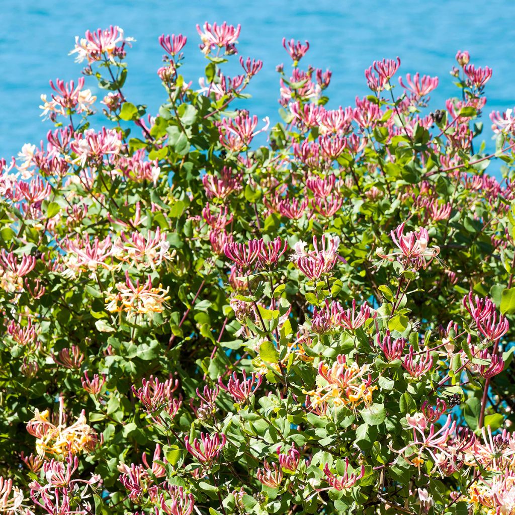Chèvrefeuille hybride à fleurs roses pâles et crème