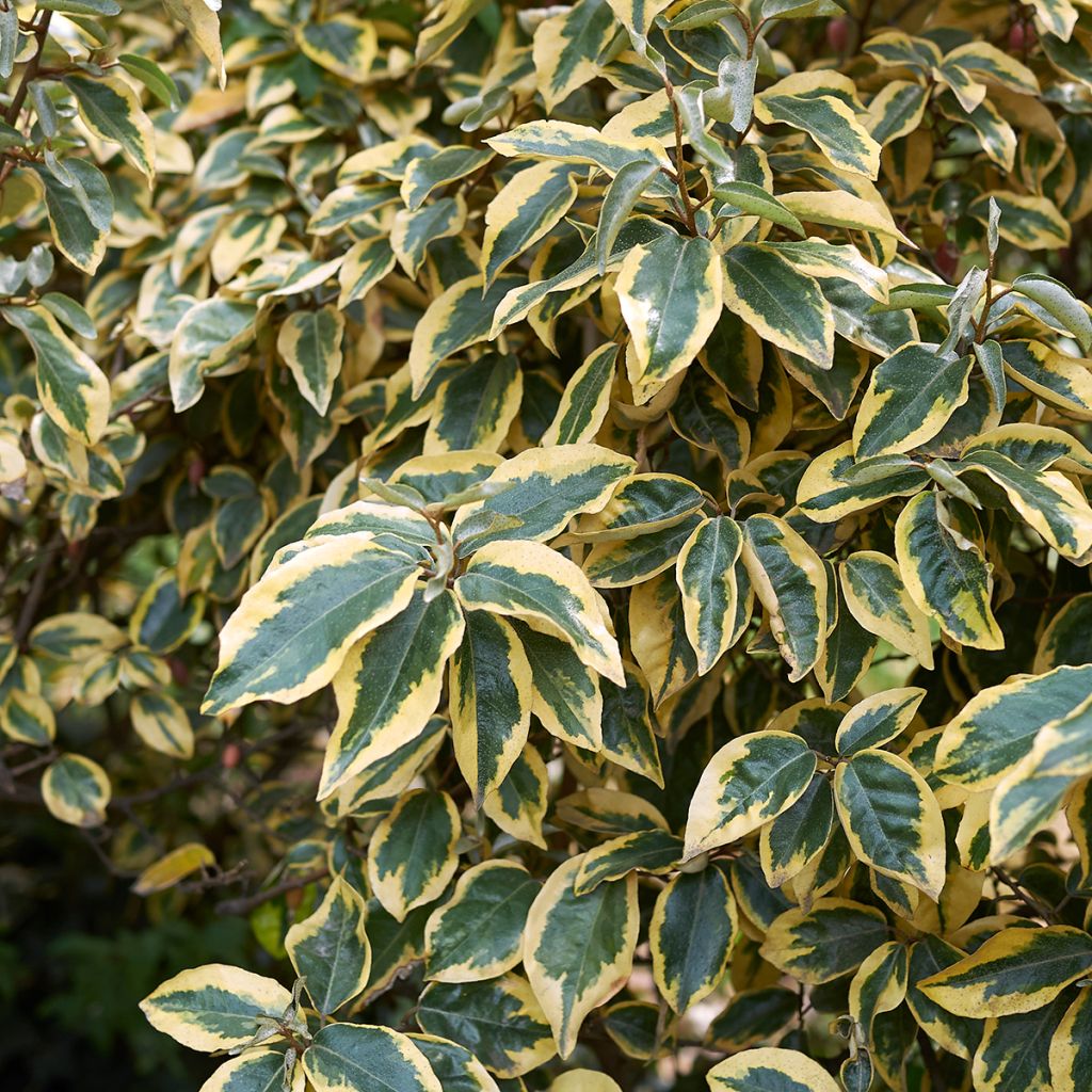 Chalef, Elaeagnus panaché