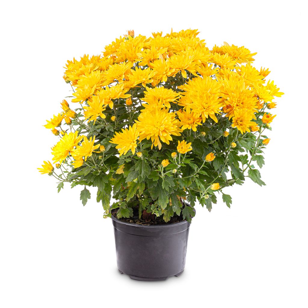 Chrisanthème jaune