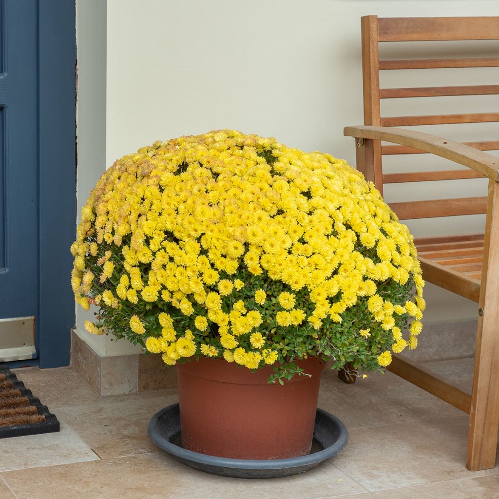 Chrisanthème jaune