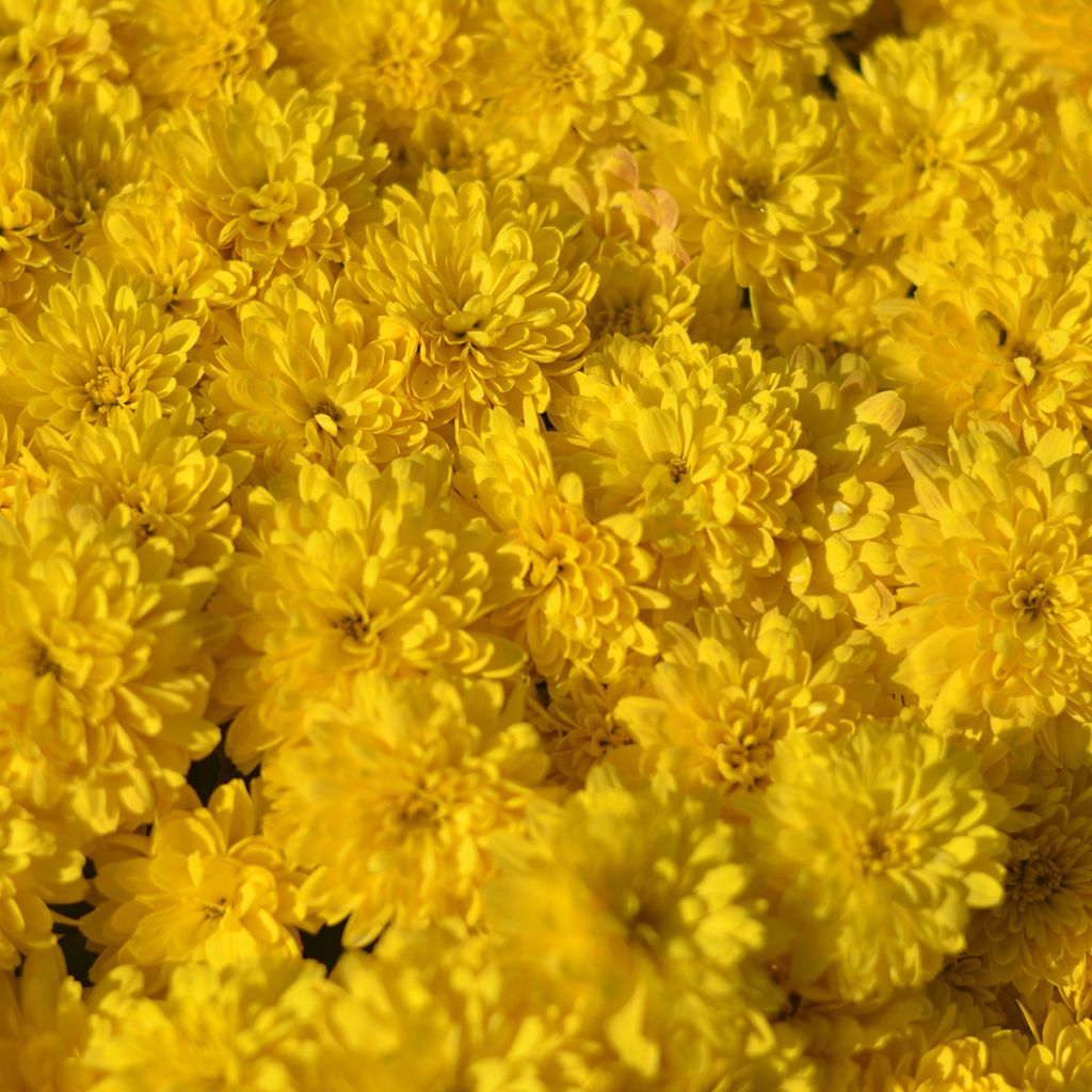 Chrisanthème jaune