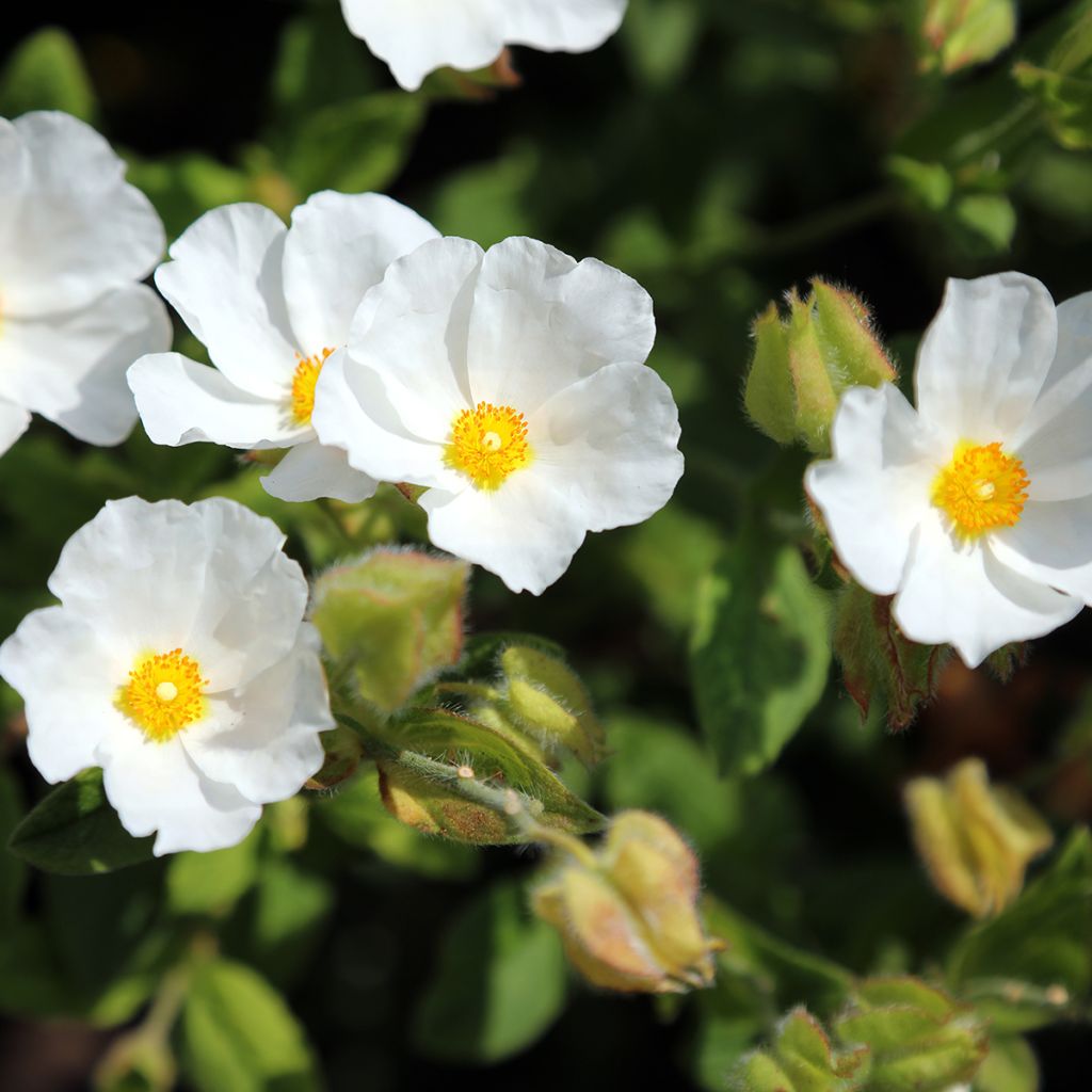 Ciste des Corbières
