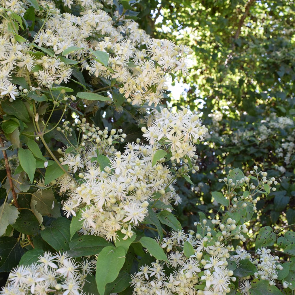 Clématite d’été blanc crème