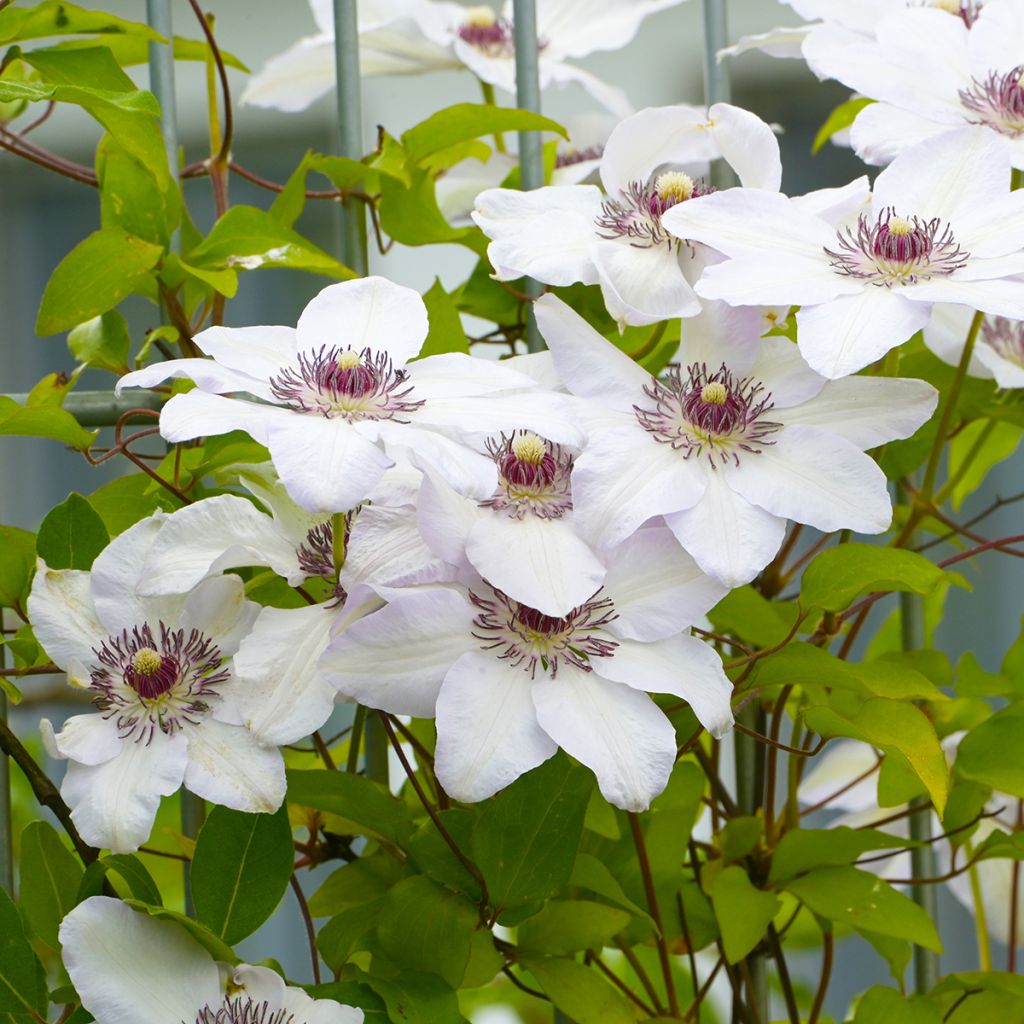 Clématite d’été blanche à cœur foncé