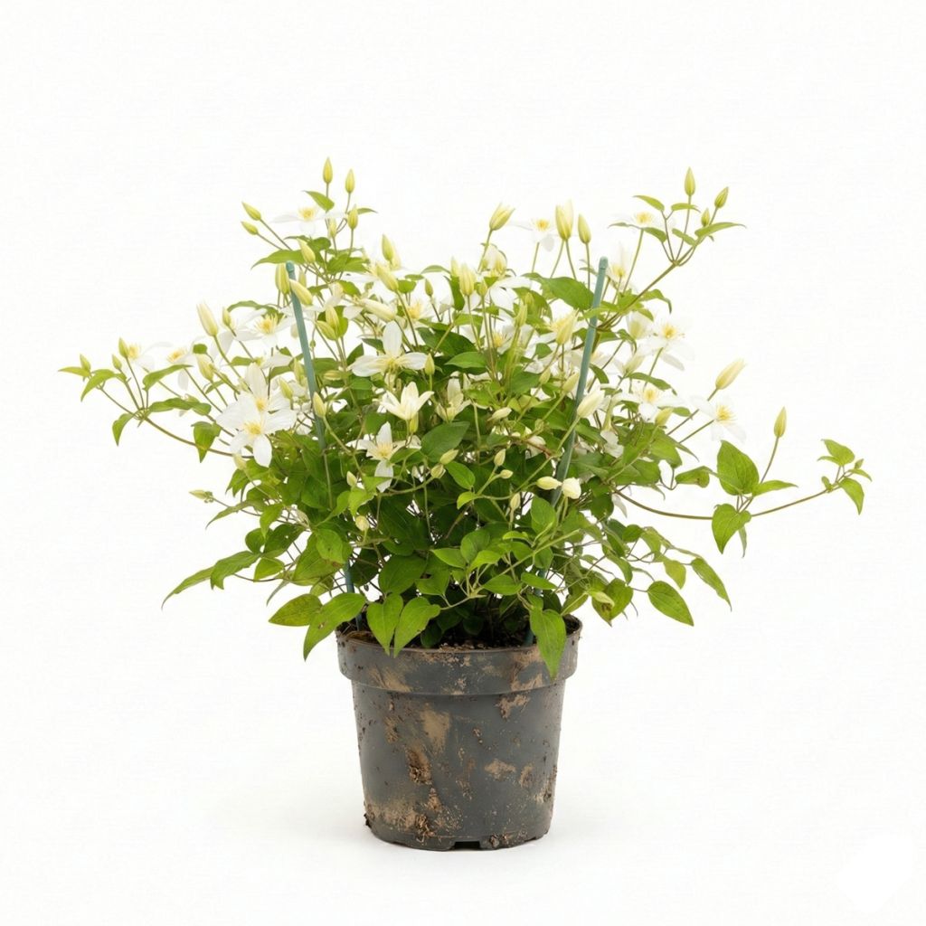 Clématite d’été blanche parfumée