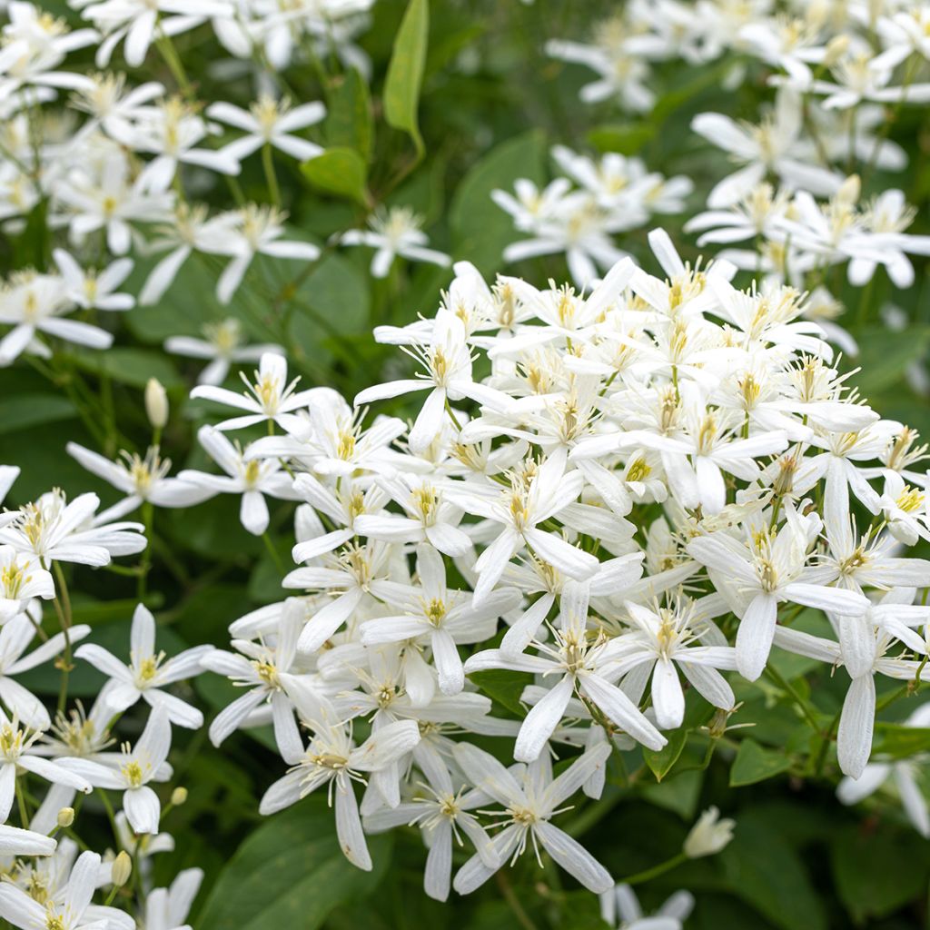 Clématite d’été blanche parfumée