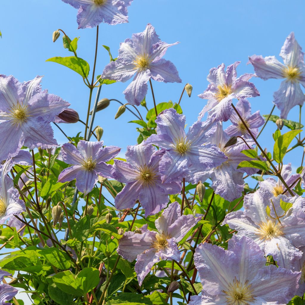 Clématite d’été bleu ciel