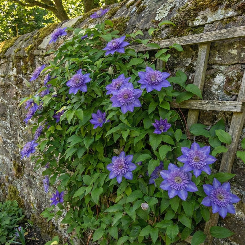 Clématite d’été bleu mauve à fleurs doubles