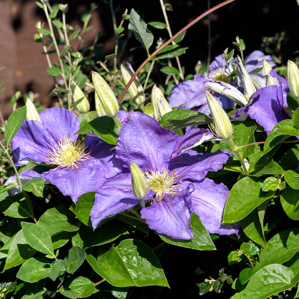 Clématite d’été bleu violacé