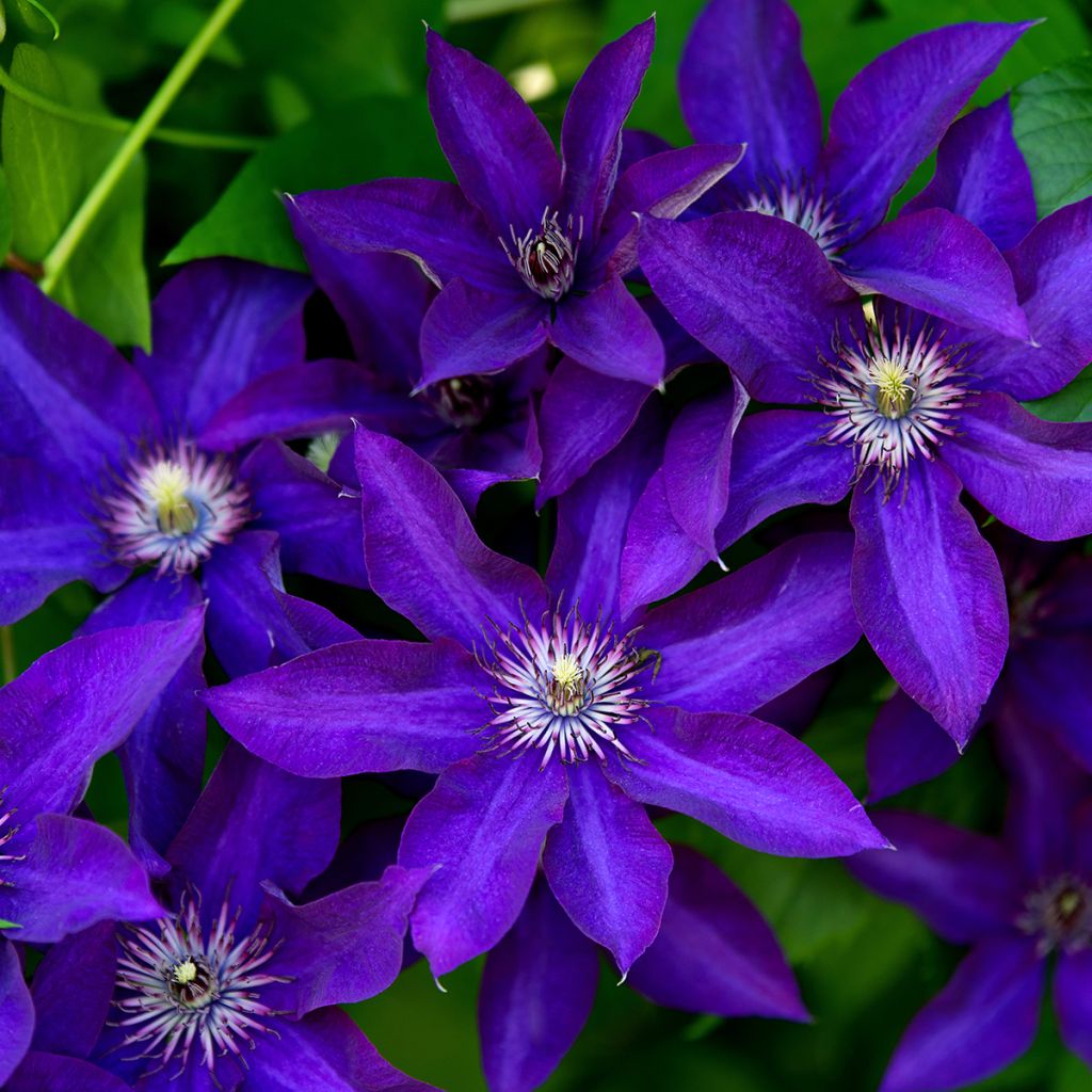 Clématite d’été bleu violet