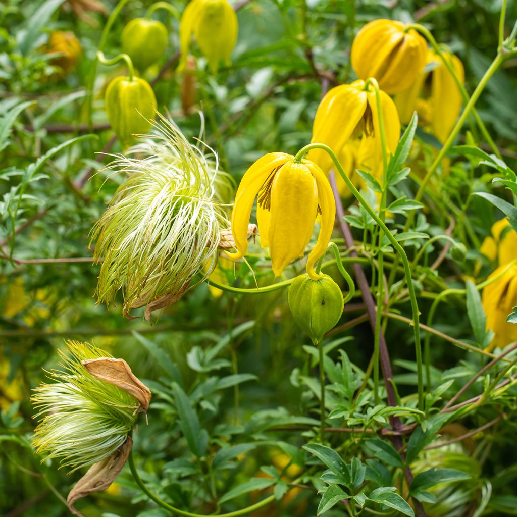 Clématite d’été jaune vif