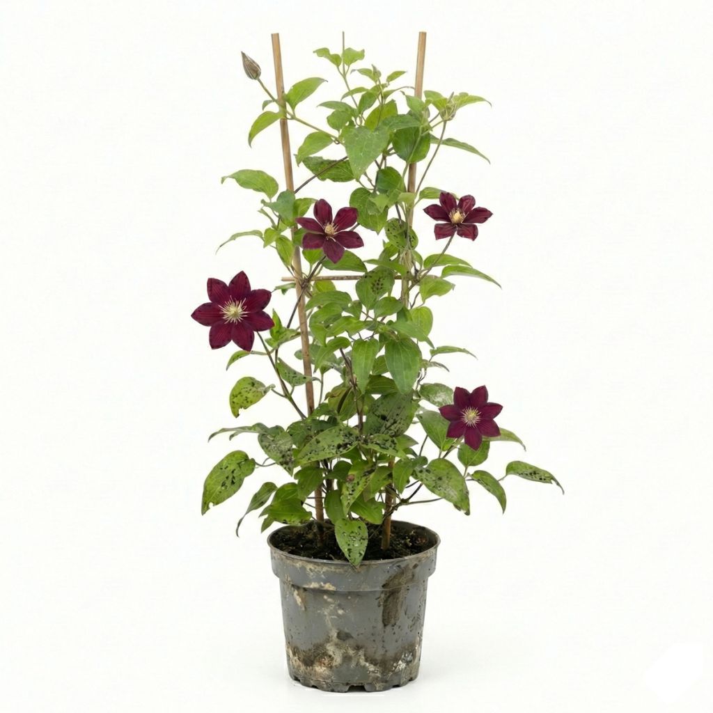 Clématite d’été pourpre