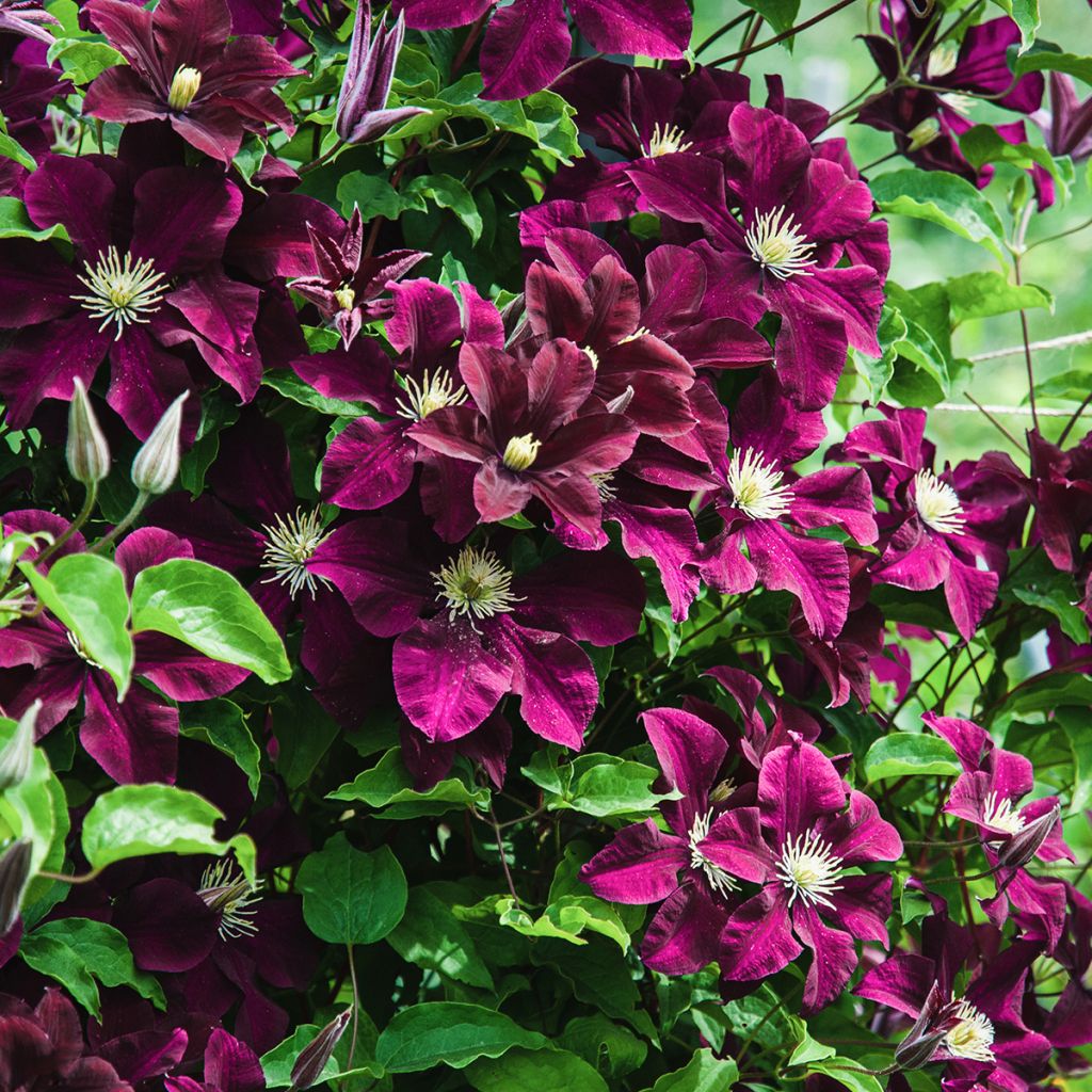 Clématite d’été pourpre
