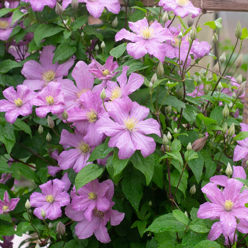 Clématite d’été rose