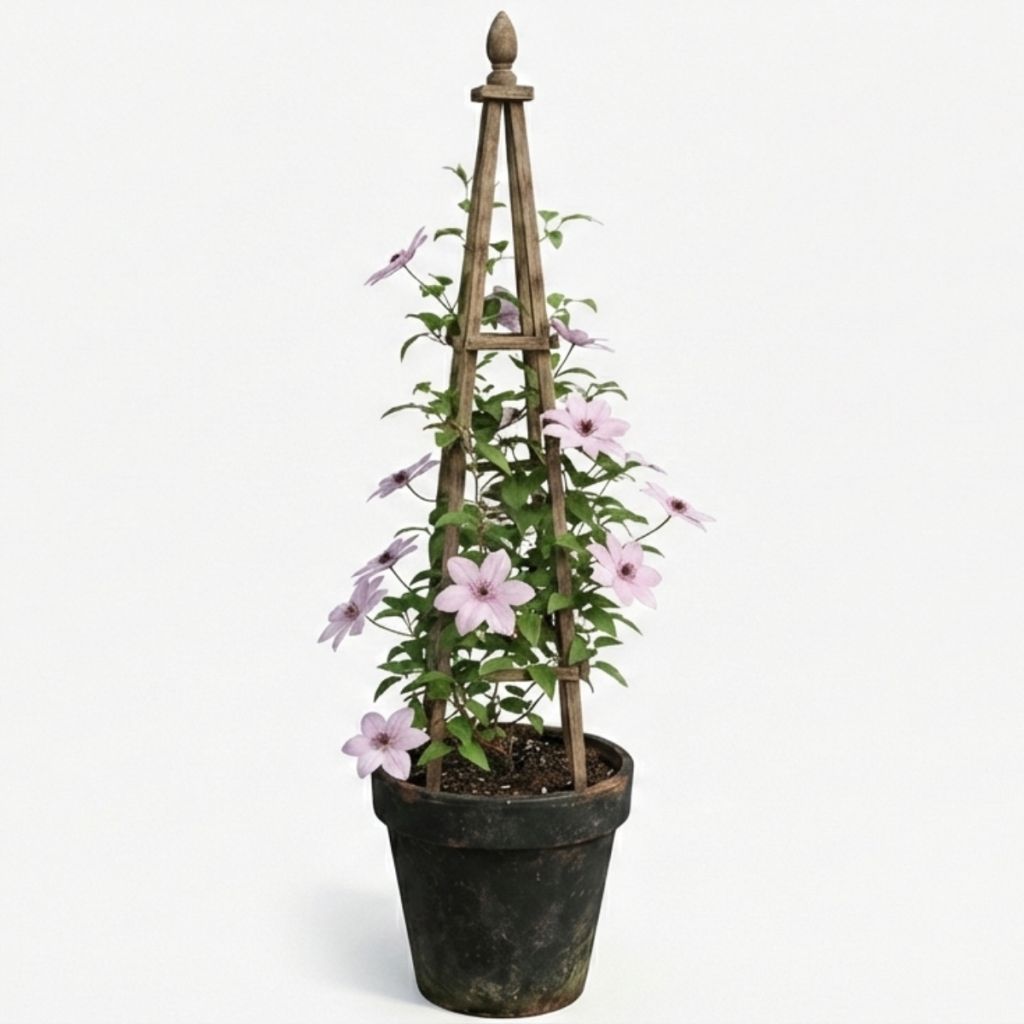 Clématite d’été rose pâle